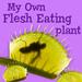 My Own Flesh Eating Plant